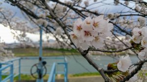 Picture201704151551xx.jpg