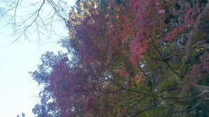 Picture20161027151126.jpg