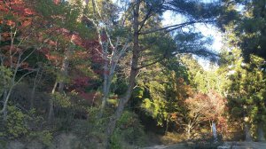 Picture20161027151140.jpg